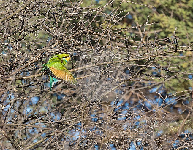 Swallow-tailed bee-eater (Merops hirundineus) in South Africa. stock-image by Agami/Pete Morris,