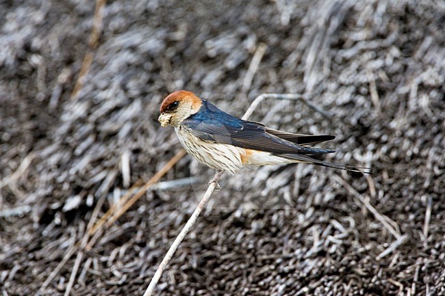 Kaapse Zwaluw in zit; Greater Striped Swallow perched stock-image by Agami/Marc Guyt,