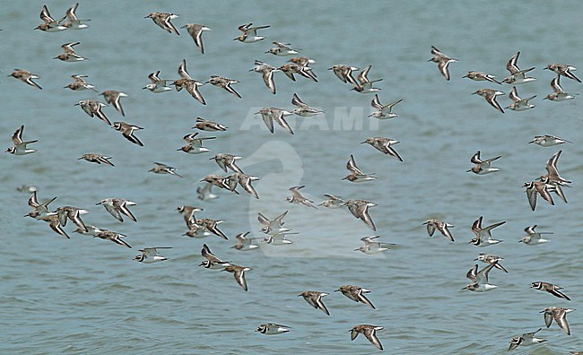 Group of Sanderlings and Common Ringed Plovers flying over the Waddensea stock-image by Agami/Renate Visscher,