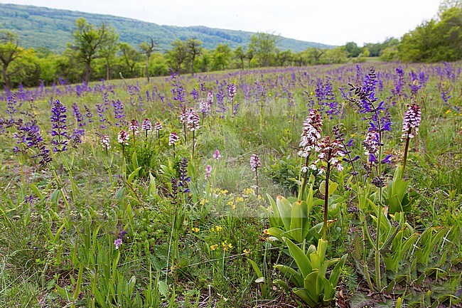 Lady orchid; Orchis purpurea stock-image by Agami/Theo Douma,