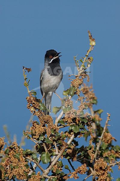 RÃ¼ppells Warbler male singing; RÃ¼ppells Grasmus man zingend stock-image by Agami/Marc Guyt,