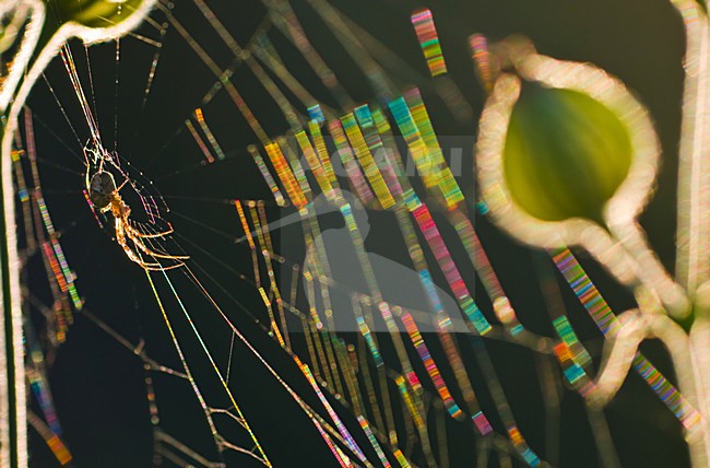 Spin in web, Spider in web stock-image by Agami/Rob de Jong,
