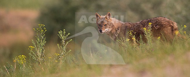  stock-image by Agami/Han Bouwmeester,