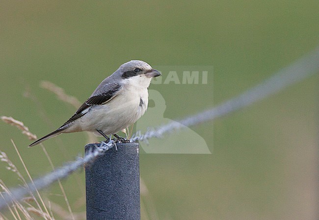 First-winter Lesser Grey Shrike (Lanius minor) perched on a fench in Belgium. stock-image by Agami/David Monticelli,