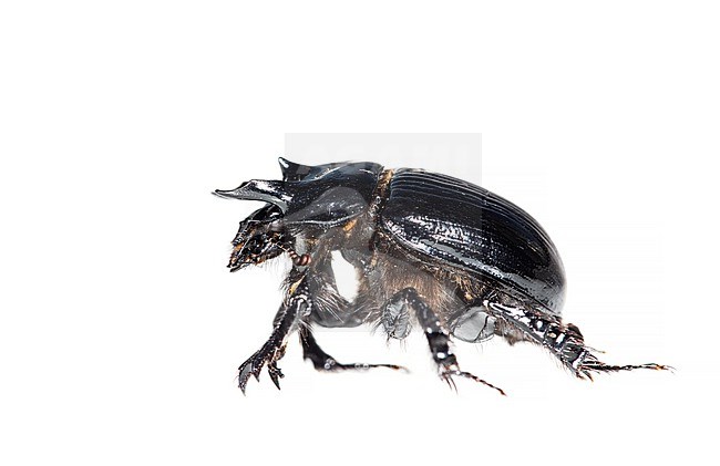 Male Minotaur Beetle stock-image by Agami/Wil Leurs,