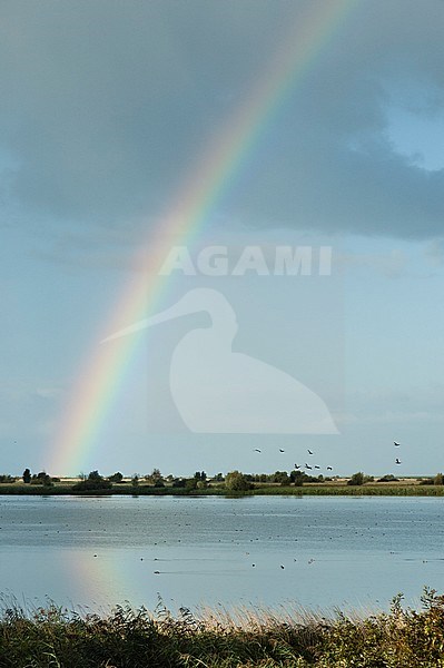 Plas met watervogels en regenboog; Lake with waterbirds and rainbow stock-image by Agami/Marc Guyt,