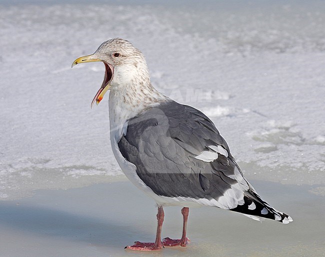 Adult Slaty-backed Gull (Larus schistisagus) wintering in Japan. stock-image by Agami/Pete Morris,