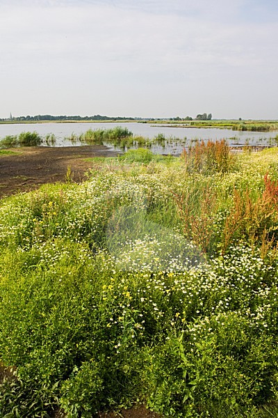 Groene Jonker, Zevenhoven, Netherlands stock-image by Agami/Marc Guyt,