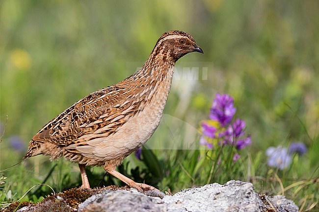 Common Quail (Coturnix coturnix), side view of an adult male standing on a rock, Abruzzo, Italy stock-image by Agami/Saverio Gatto,