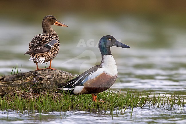 Mannetje en vrouwtje Slobeend, Male and female Northern Shoveler stock-image by Agami/Daniele Occhiato,