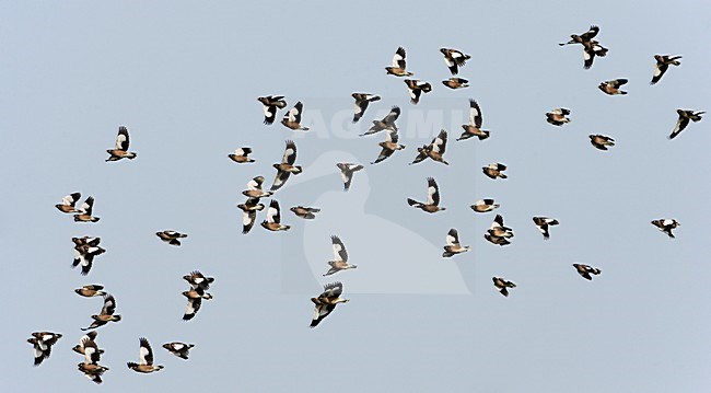 Grote groep Treurmaina\'s in de vlucht; Large flock of Common Mynas in flight stock-image by Agami/Markus Varesvuo,