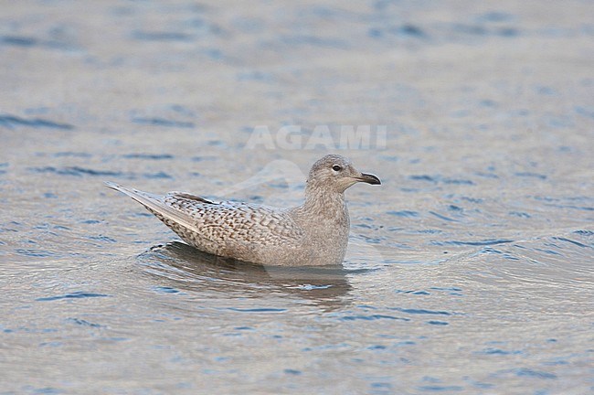 Kleine Burgemeester, Iceland Gull, Larus glaucoides stock-image by Agami/Arie Ouwerkerk,