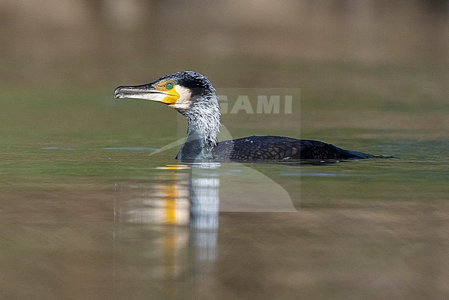 Great Cormorant (Phalacrocorax carbo sinensis), side view of an adult swimming, Campania, Italy stock-image by Agami/Saverio Gatto,
