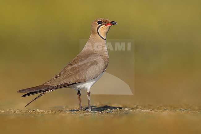 Collared Pratincole, Glareola pratincola, in Italy. stock-image by Agami/Daniele Occhiato,