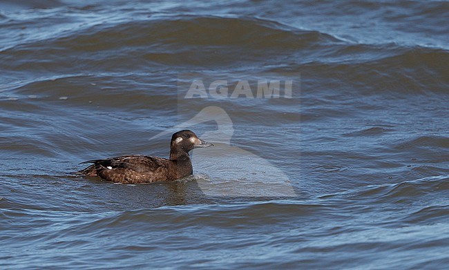 American White-winged Scoter, Melanitta deglandi, 1stW female swimming at Reed's Beach, New Jersey, USA stock-image by Agami/Helge Sorensen,