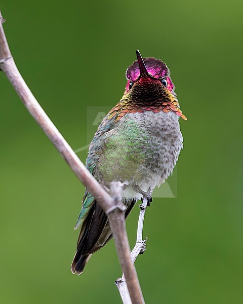 A stunning male Anna’s Hummingbird showing off what happens when the light hits its prism like feathers. A blast of pink and purple dusted in a layer of gold spraks from its head. The Anna’s Hummingbird is the most common hummingbird in Vancouver, British Colombia, Canada. stock-image by Agami/Jacob Garvelink,