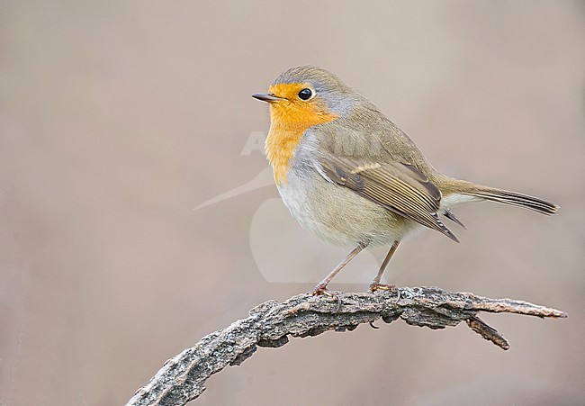 European Robin (Erithacus rubecula) in Aosta valley, Italy. stock-image by Agami/Alain Ghignone,