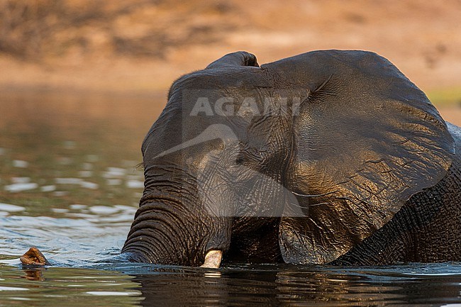 An African elephant, Loxodonta africana, crossing the Chobe River. Chobe River, Chobe National Park, Botswana. stock-image by Agami/Sergio Pitamitz,
