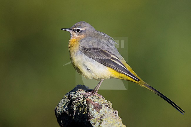 Grey Wagtail (Motacilla cinerea), first winter plumage standing on a dead branch stock-image by Agami/Saverio Gatto,