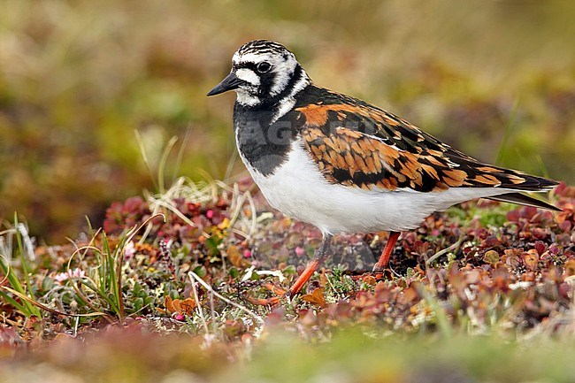Steenloper in zomerkleed, Ruddy Turnstone in breeding plumage stock-image by Agami/Glenn Bartley,