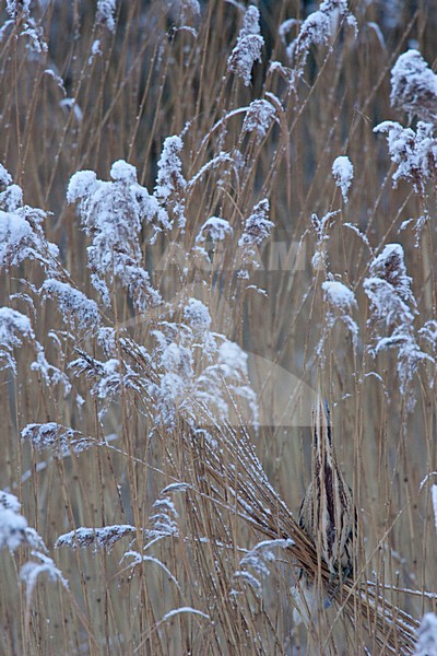 Roerdomp staand in riet; Eurasian Bittern perched in reed stock-image by Agami/Menno van Duijn,
