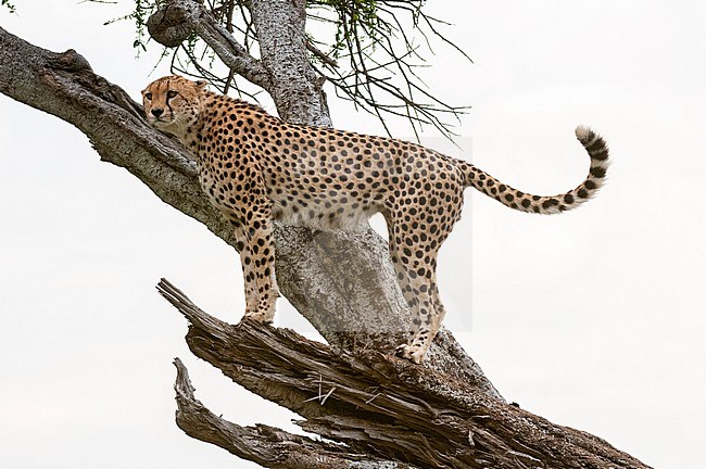A cheetah, Acinonyx jubatus, on a tree branch, searching for prey. Masai Mara National Reserve, Kenya. stock-image by Agami/Sergio Pitamitz,