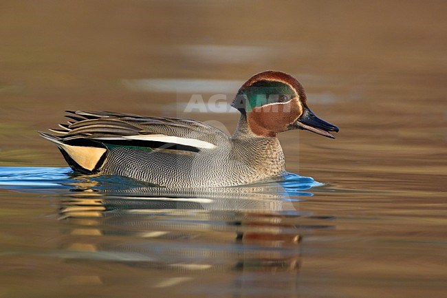 Mannetje Wintertaling; Male Common Teal stock-image by Agami/Daniele Occhiato,
