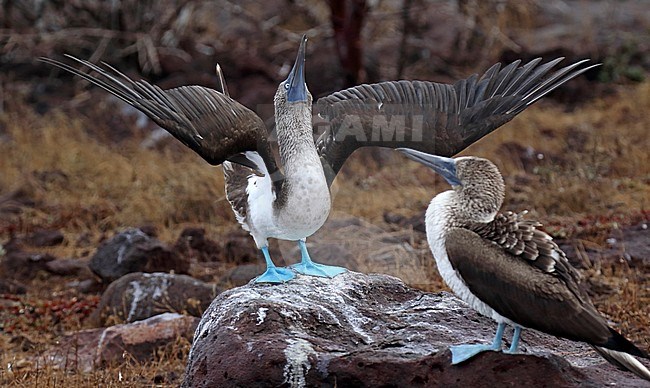 Displaying Blue-footed Booby (Sula nebouxii) on the Galapagos islands, Ecuador. Male showing off in front of a female (right). stock-image by Agami/Dani Lopez-Velasco,