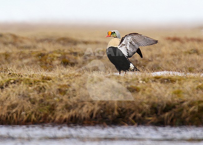 Drake King Eider (Somateria spectabilis) in arctic Alaska, United States, during spring breeding season. Male flapping his wings in the tundra. stock-image by Agami/Dani Lopez-Velasco,