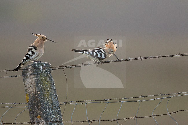 Common Hoopoe, hop, Upupa epops ssp. epops, Spain, adult stock-image by Agami/Ralph Martin,