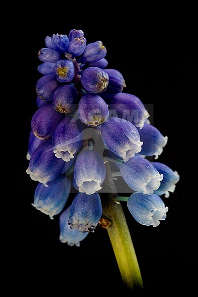 Compact Grape-hyacinth flower stock-image by Agami/Wil Leurs,