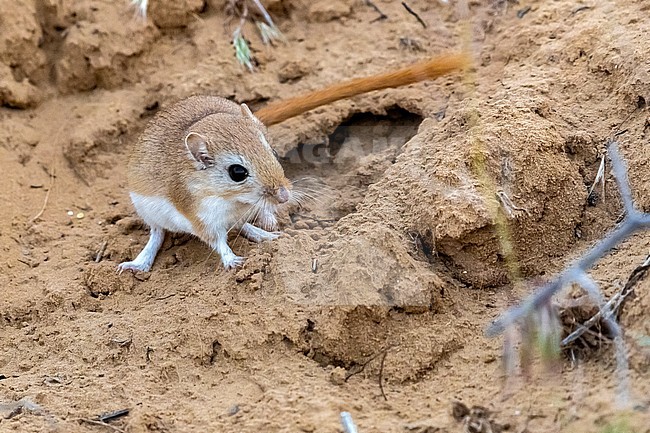 Tamarisk Jird (Meriones tamariscinus) sitting on the steppe ground in Kazakh Steppe of Western Kazakhstan. stock-image by Agami/Vincent Legrand,
