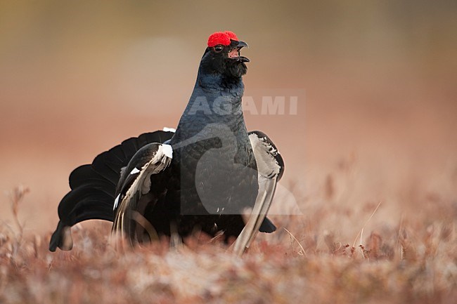 Mannetje Korhoen baltsend; Male Black Grouse displaying stock-image by Agami/Han Bouwmeester,