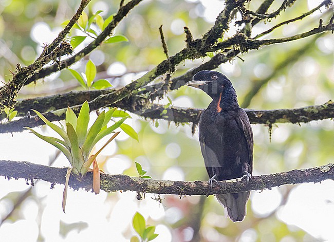 Male Bare-necked Umbrellabird (Cephalopterus glabricollis) in Costa Rica. stock-image by Agami/Pete Morris,