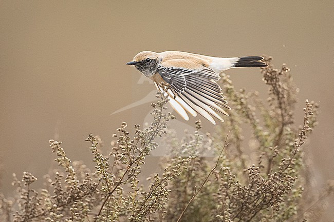  stock-image by Agami/Menno van Duijn,