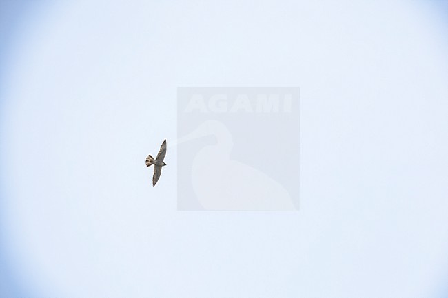 Cape Verde Peregrine (Falco peregrinus madens) flying over Santo Antao, Cape Verde. stock-image by Agami/Vincent Legrand,