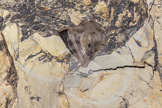 Egyptian Fruit Bat (Rousettus aegyptiacus) hanging in cave near Nicosie, Cyprus. stock-image by Agami/Vincent Legrand,