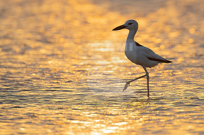 Crab Plover (Dromas ardeola) on a beach at low tide in Mogadishu, Somalia. stock-image by Agami/David Monticelli,