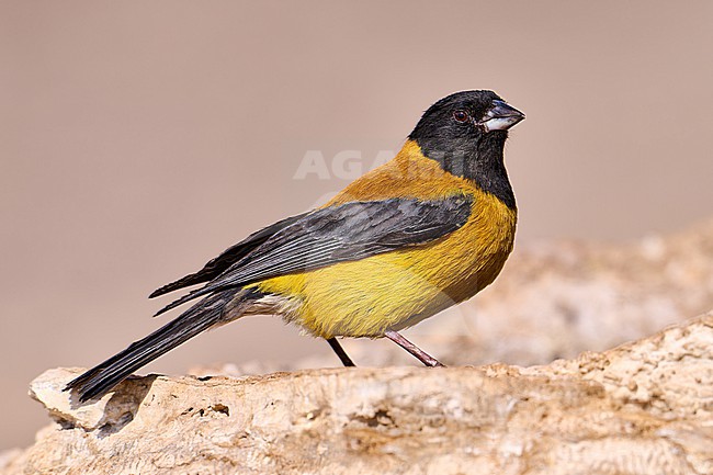 Black-hooded Sierra Finch (Phrygilus atriceps) male perched on a rock, Bolivia stock-image by Agami/Tomas Grim,