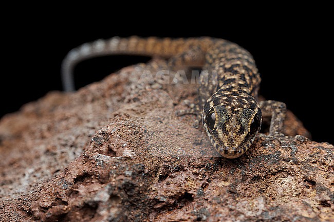 Darwin’s Leaf-toed Gecko (Phyllodactylus darwini) taken the 01/11/2025 at San Cristóbal - Galapagos. stock-image by Agami/Nicolas Bastide,