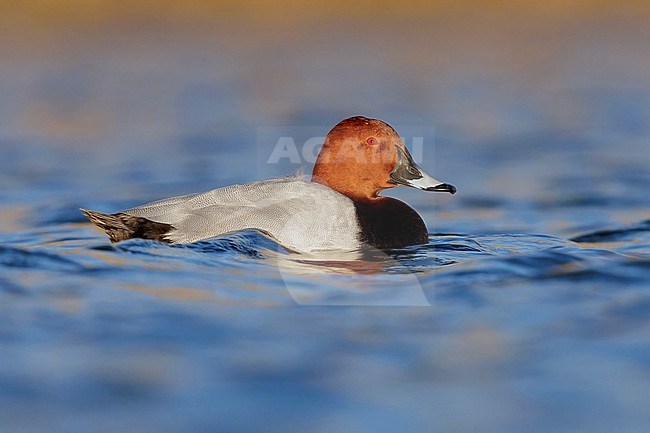 Common Pochard (Ayhtya ferina), side view of an adult male swimming in the water, Campania, Italy stock-image by Agami/Saverio Gatto,