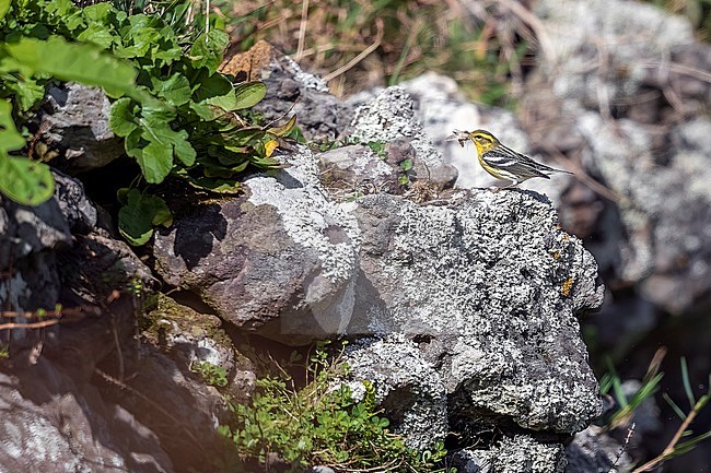 First winter male Blackburnian Warbler (Setophaga fusca) perched in Tennessee Valley in Corvo, Azores, Portugal. stock-image by Agami/Vincent Legrand,