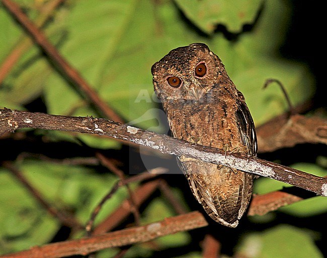 Mentawai Scops-owl (Otus mentawi) at night in rain forests of Sumatra in Indonesia. stock-image by Agami/Pete Morris,