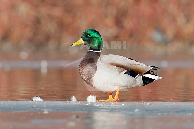 Mannetje Wilde Eend op het ijs; Male Mallard standing on ice stock-image by Agami/Arnold Meijer,