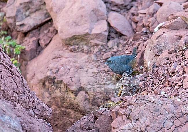 Vilcabamba Tapaculo (Scytalopus urubambae) in Peru. Walking in the open. stock-image by Agami/Pete Morris,
