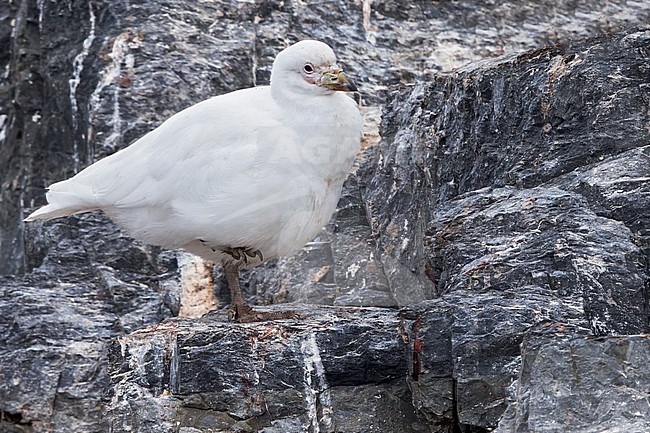 Snowy Sheathbill (Chionis albus) Perched on a cliff in southern Argentina stock-image by Agami/Dubi Shapiro,