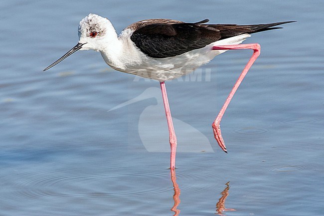 Black-winged Stilt (Himantopus himantopus) preening at the Skala Kalloni Salt Pans, on the island of Lesvos, Greece stock-image by Agami/Marc Guyt,