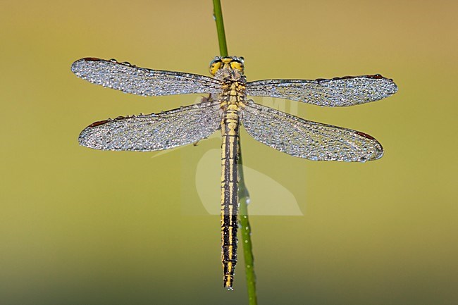 Plasrombout in de vegetatie, Western Clubtail in the vegetation stock-image by Agami/Theo Douma,