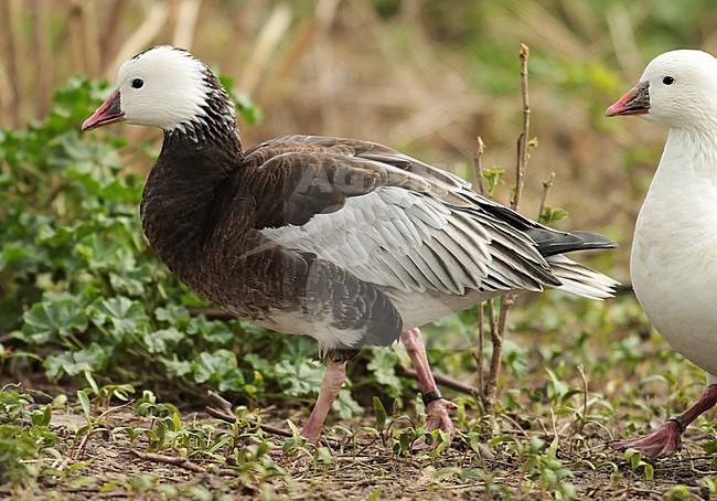 Captive blue morph Ross's Goose (Anser rossii) standing on the ground. stock-image by Agami/Fred Visscher,