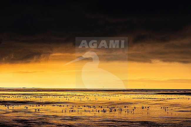  stock-image by Agami/Menno van Duijn,